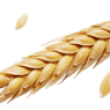 pngimg.com - wheat_PNG75